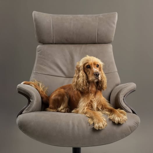 Conform After Work Recliner with Footstool - Image 2